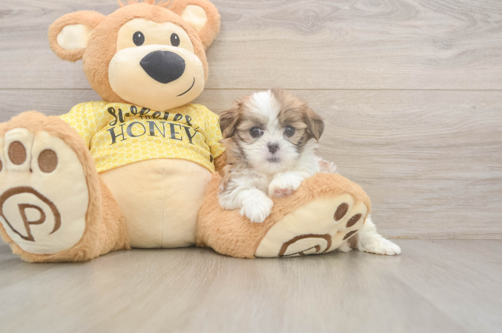 6 week old Teddy Bear Puppy For Sale - Premier Pups