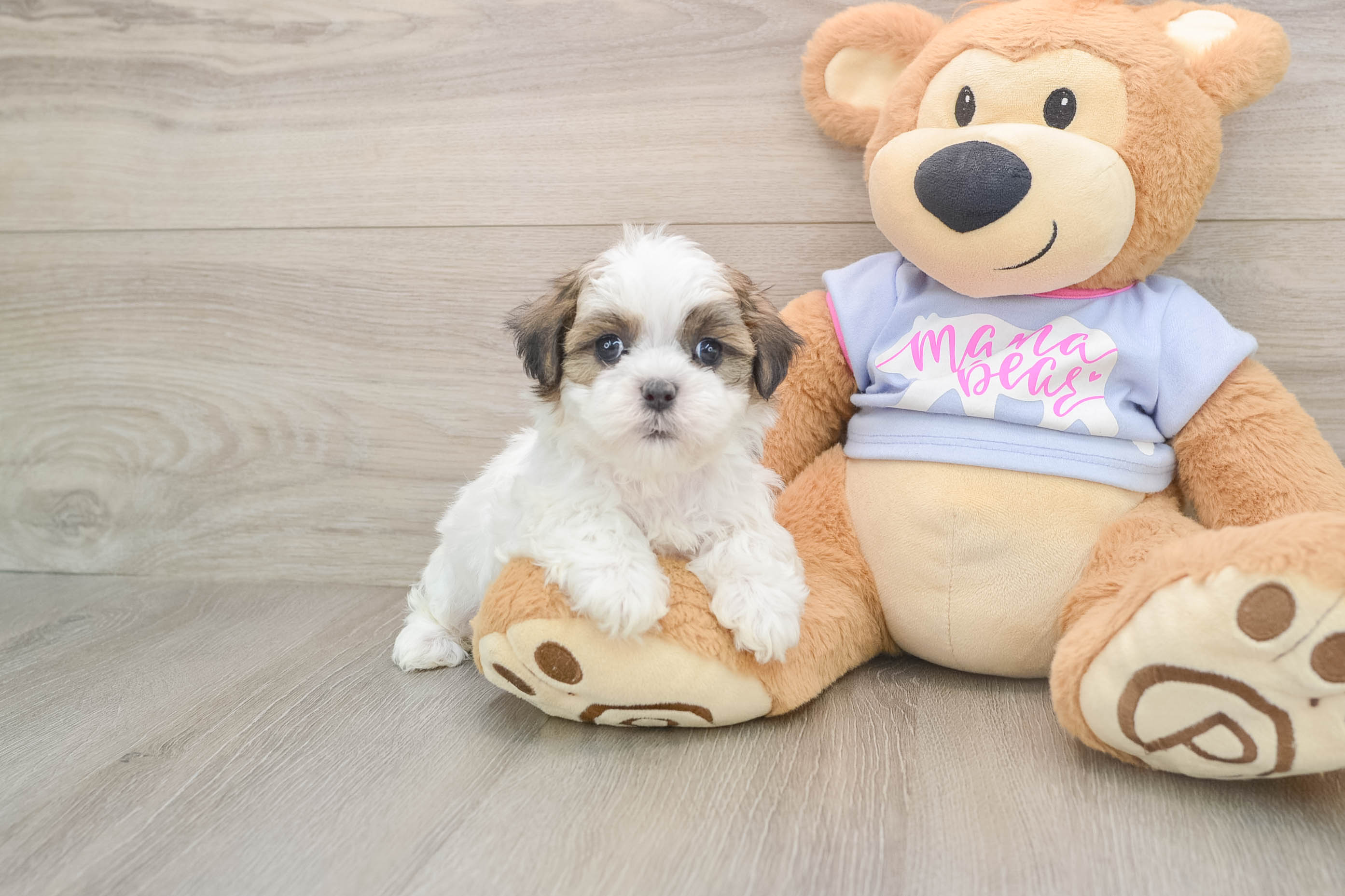 Teddy Bear Pup Being Cute