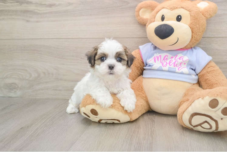 Teddy Bear Pup Being Cute