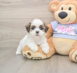 6 week old Teddy Bear Puppy For Sale - Premier Pups