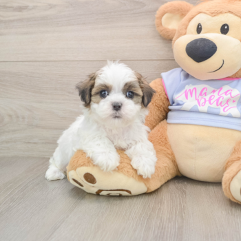 Teddy Bear Pup Being Cute