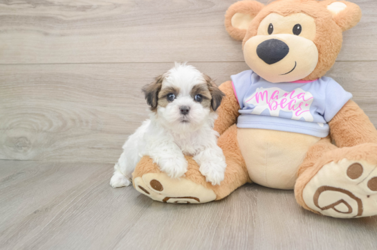Teddy Bear Pup Being Cute