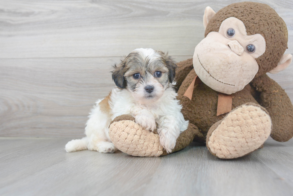 Teddy Bear Pup Being Cute