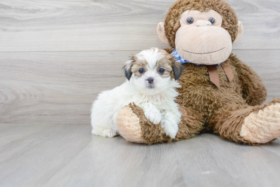Cute Teddy Bear Designer Pup