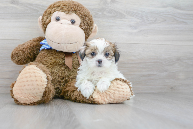 Cute Shichon Designer Puppy