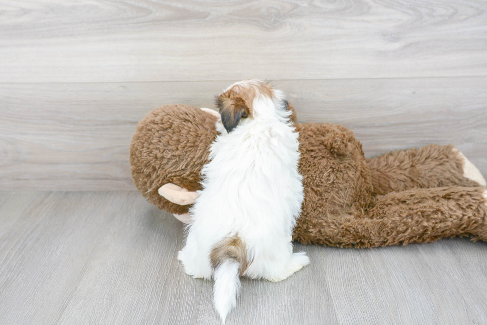 Best Teddy Bear Baby