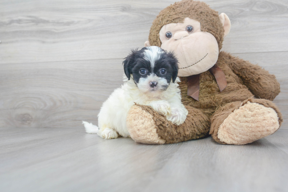 Cute Teddy Bear Designer Pup