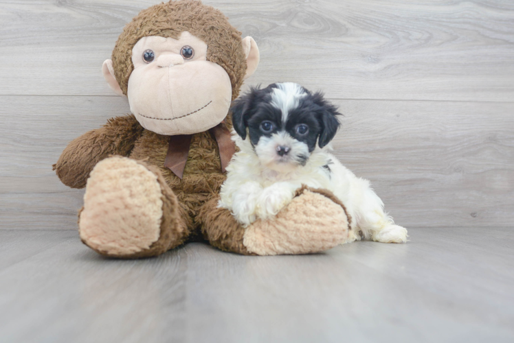 Cute Teddy Bear Baby