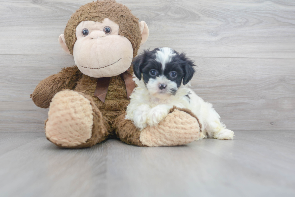 Cute Teddy Bear Baby