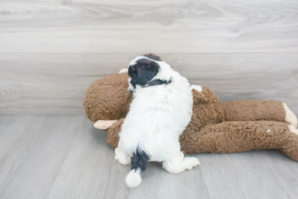 Teddy Bear Pup Being Cute