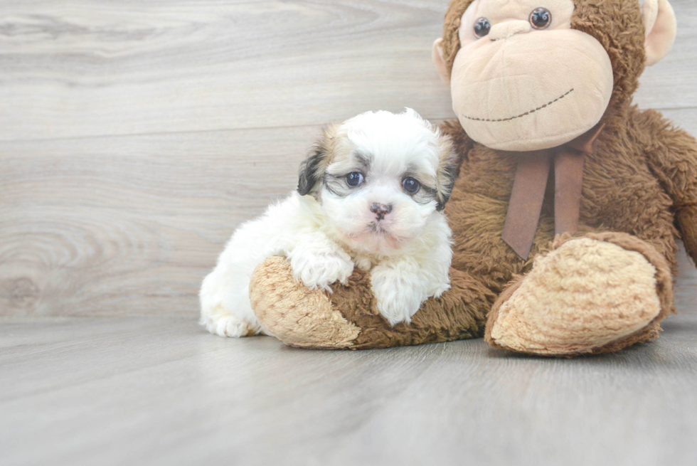 Fluffy Teddy Bear Designer Pup