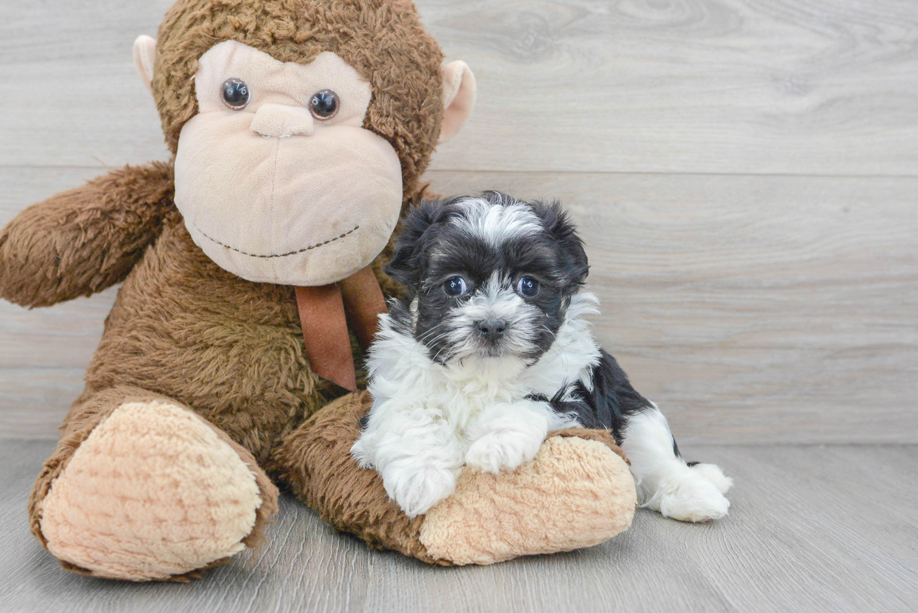 Hypoallergenic Shichon Designer Puppy