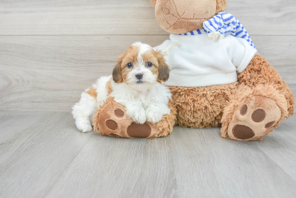 Teddy Bear Pup Being Cute