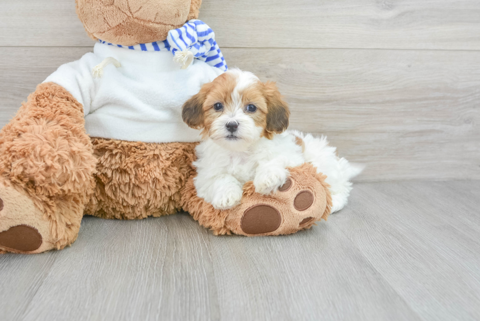 Funny Teddy Bear Designer Pup