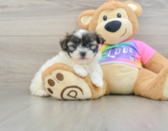 9 week old Teddy Bear Puppy For Sale - Premier Pups