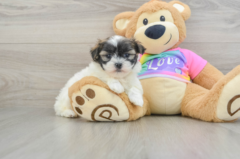 7 week old Teddy Bear Puppy For Sale - Premier Pups