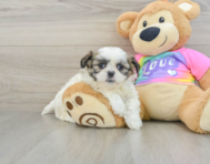 9 week old Teddy Bear Puppy For Sale - Premier Pups