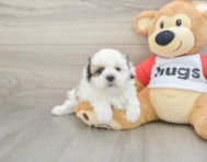 7 week old Teddy Bear Puppy For Sale - Premier Pups