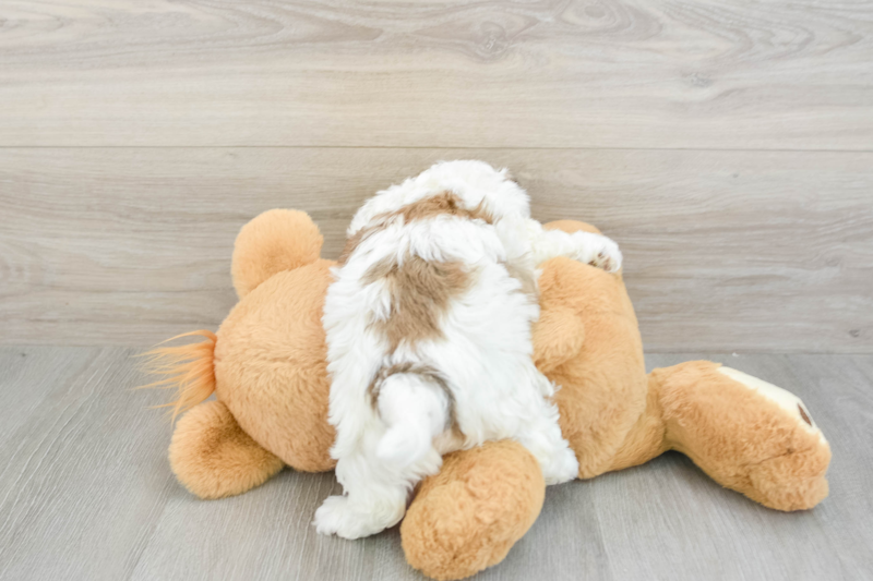 Meet Flossie - our Teddy Bear Puppy Photo 2/3 - Premier Pups