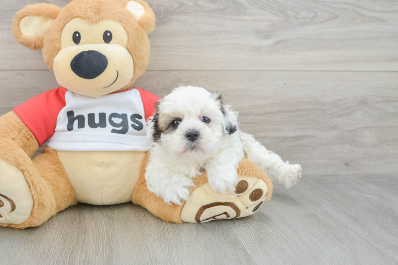 Meet Flossie - our Teddy Bear Puppy Photo 3/3 - Premier Pups