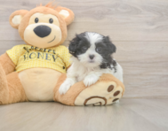 7 week old Teddy Bear Puppy For Sale - Premier Pups