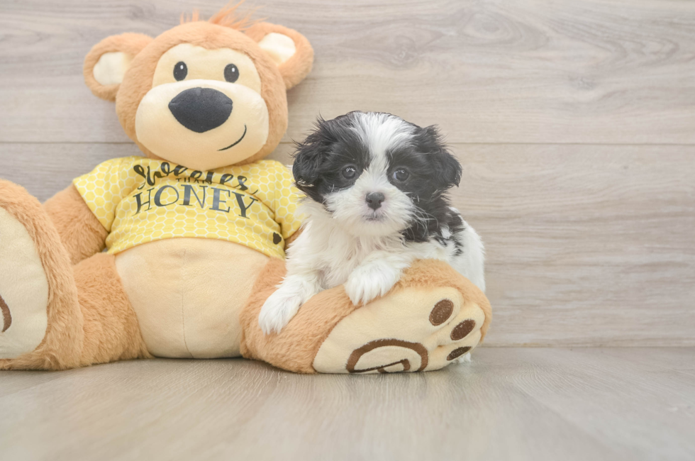 6 week old Teddy Bear Puppy For Sale - Premier Pups