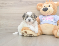 6 week old Teddy Bear Puppy For Sale - Premier Pups