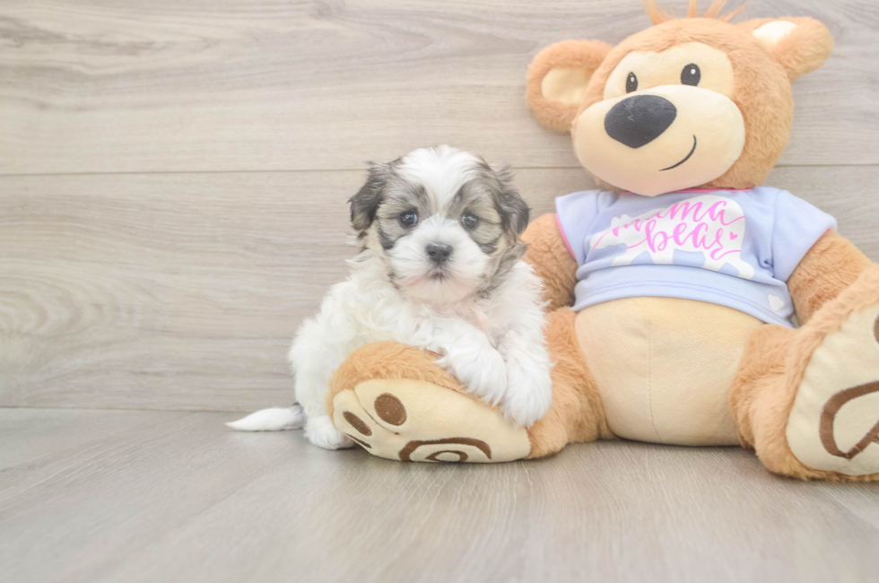5 week old Teddy Bear Puppy For Sale - Premier Pups