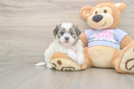 5 week old Teddy Bear Puppy For Sale - Premier Pups Adorable Shi Chon Designer Puppy