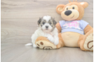 Meet Flossie - our Teddy Bear Puppy Photo  1/3 - Premier Pups Adorable Shi Chon Designer Puppy