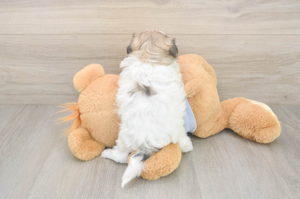 Meet Flossie - our Teddy Bear Puppy Photo  3/3 - Premier Pups Teddy Bear Puppy for Adoption