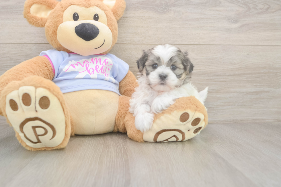 Meet Flossie - our Teddy Bear Puppy Photo  2/3 - Premier Pups Little Shit Designer Puppy