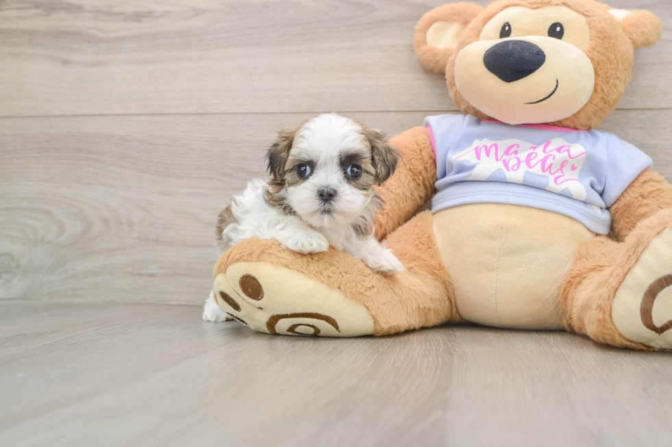 Teddy Bear Pup Being Cute