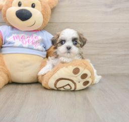 7 week old Teddy Bear Puppy For Sale - Premier Pups