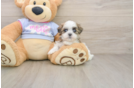 Best Teddy Bear Baby