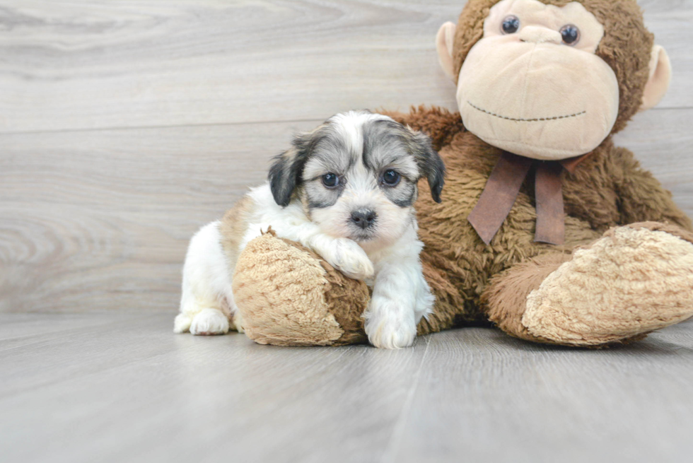 Teddy Bear Pup Being Cute