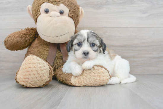 Teddy Bear Pup Being Cute