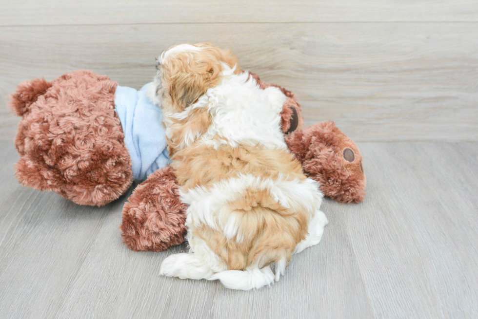 Adorable Shichon Designer Puppy