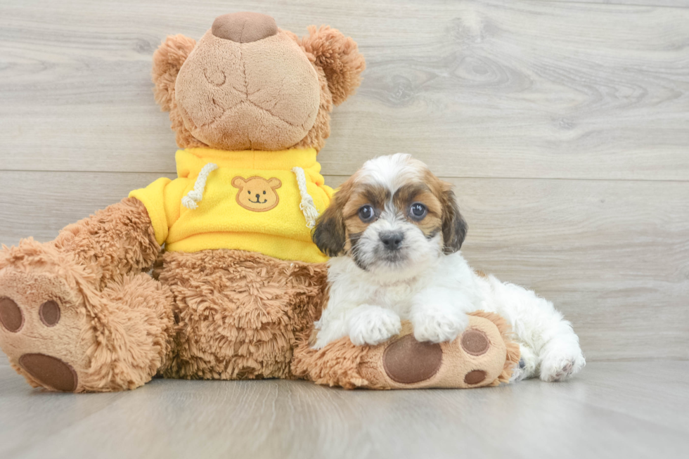 Teddy Bear Pup Being Cute