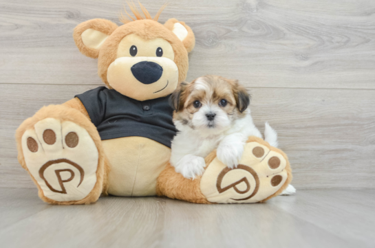 Smart Teddy Bear Designer Pup