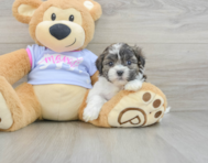 7 week old Teddy Bear Puppy For Sale - Premier Pups