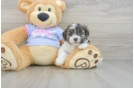 Hypoallergenic Shichon Designer Puppy