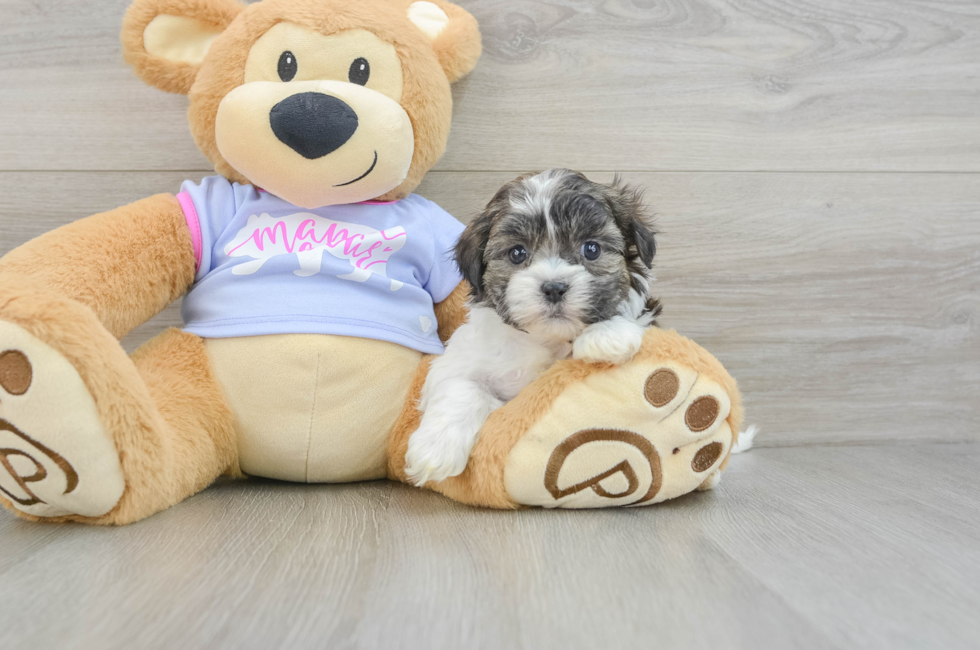 5 week old Teddy Bear Puppy For Sale - Premier Pups