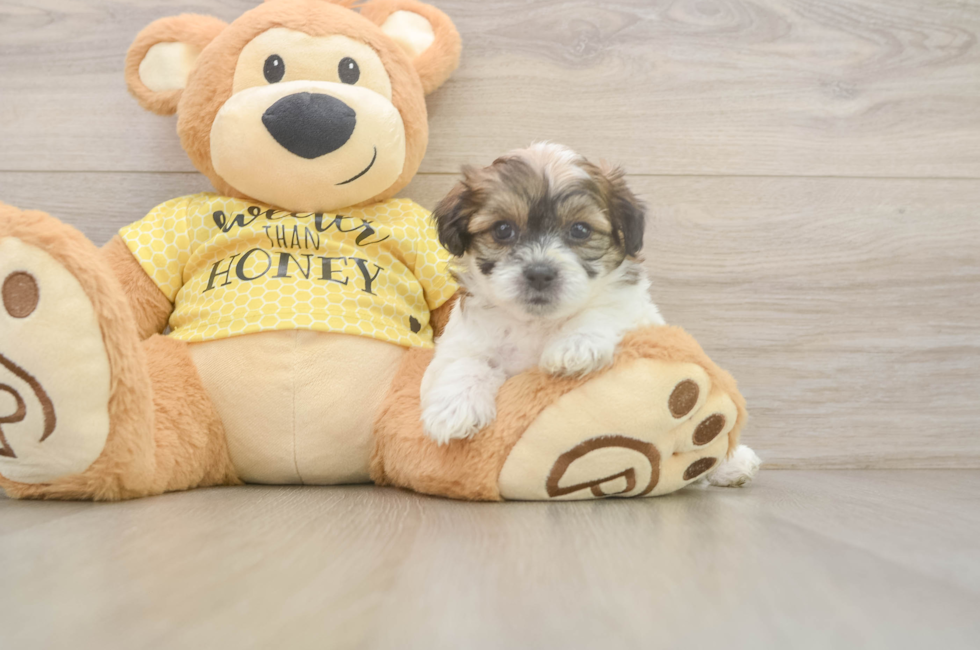 5 week old Teddy Bear Puppy For Sale - Premier Pups