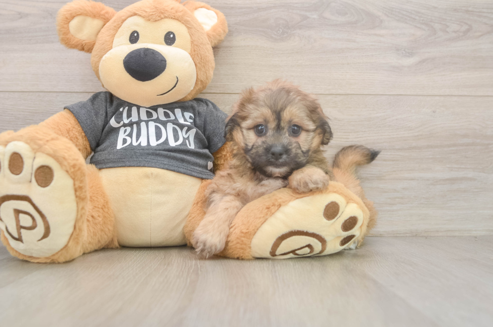 6 week old Teddy Bear Puppy For Sale - Premier Pups