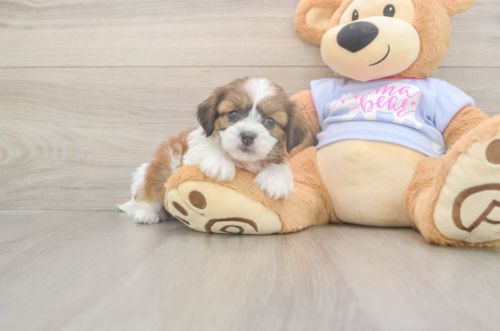5 week old Teddy Bear Puppy For Sale - Premier Pups
