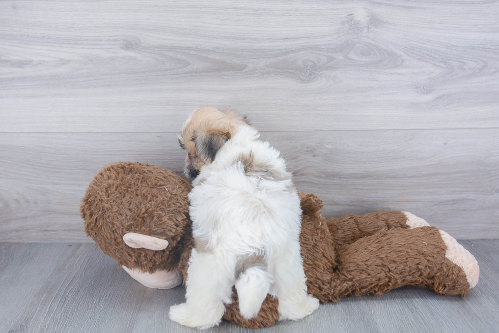 Teddy Bear Pup Being Cute