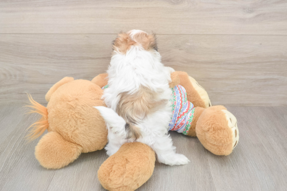 Best Teddy Bear Baby