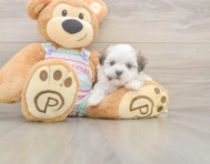 5 week old Teddy Bear Puppy For Sale - Premier Pups