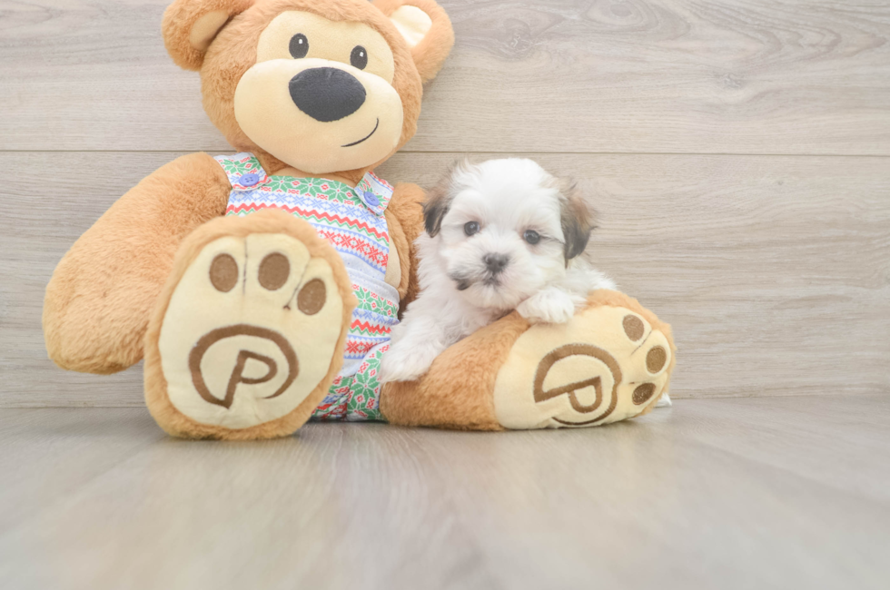 5 week old Teddy Bear Puppy For Sale - Premier Pups